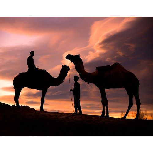 Young men and camels at sunset in the Rajasthan desert-Pushkar-India